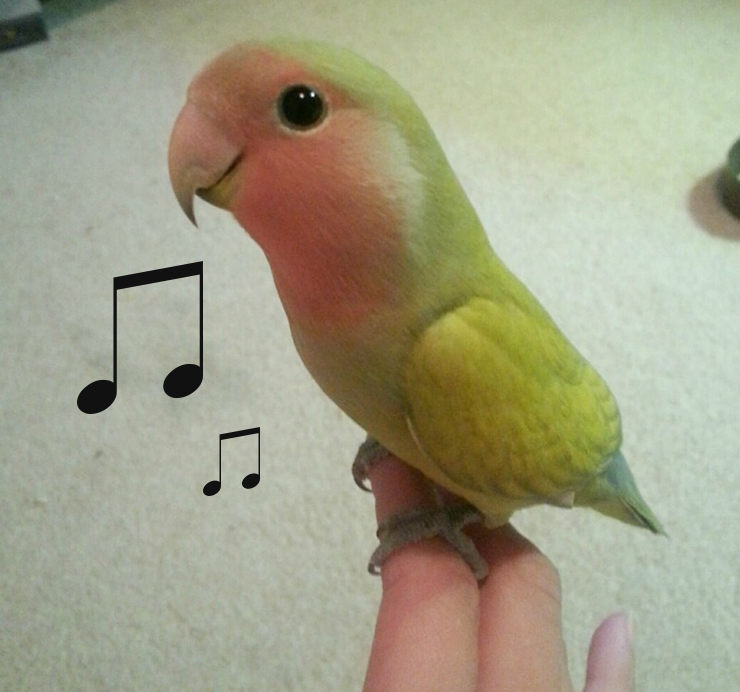 sonidos de agapornis