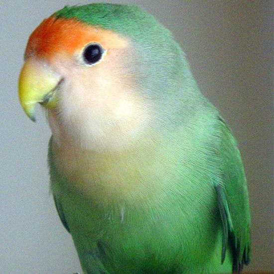 agapornis roseicollis aqua