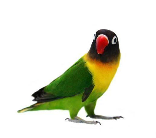agapornis personata