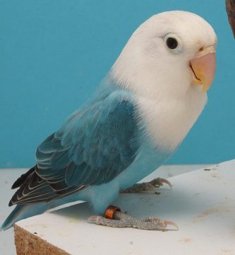 agapornis opalino