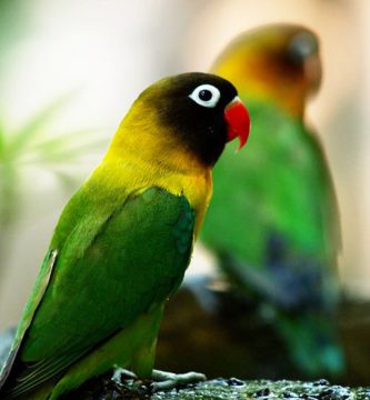 agapornis personata