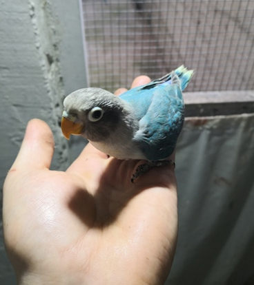 agapornis personata azul celeste