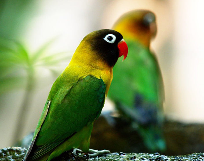 agapornis personata