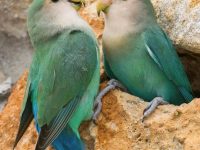 agapornis roseicollis