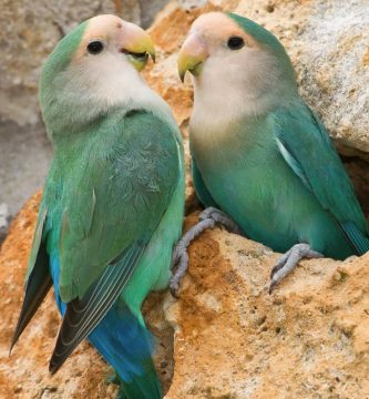 agapornis roseicollis