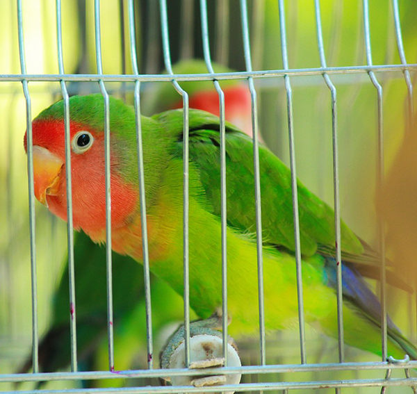 agapornis cara de melocotón roseicollis