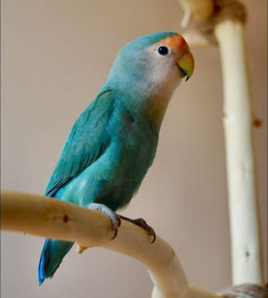 agapornis roseicollis turquesa