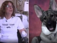 amputan brazos piernas mujer perro