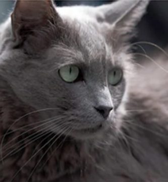 nebelung gato