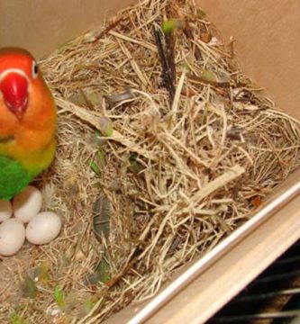 nido agapornis