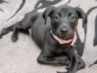 perro de seis patas es adoptado
