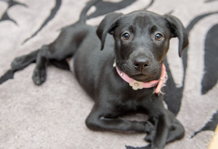 perro de seis patas es adoptado