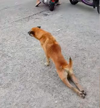perro finge estar cojo