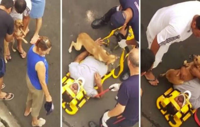 perro defiende a dueño herido