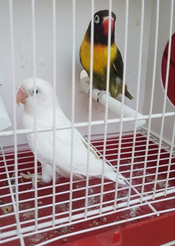 agapornis personata albino blanco