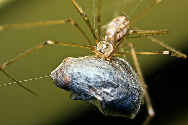 araña comiendo paquete insecto