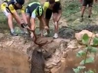 salvan ciervo de morir ahogado