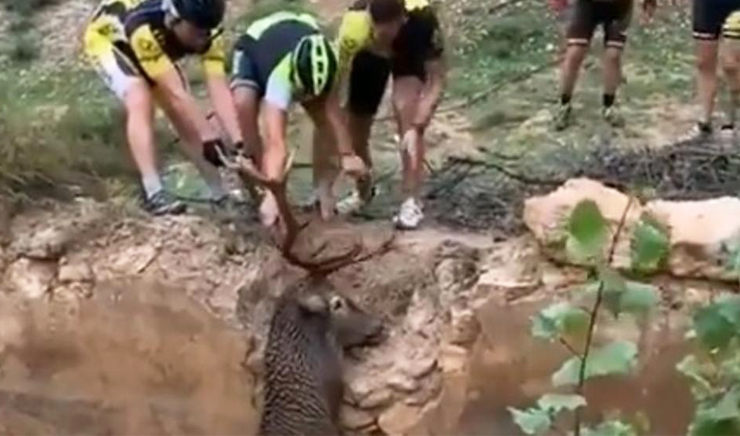 salvan ciervo de morir ahogado