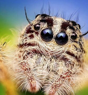 cuantos ojos tienen las arañas
