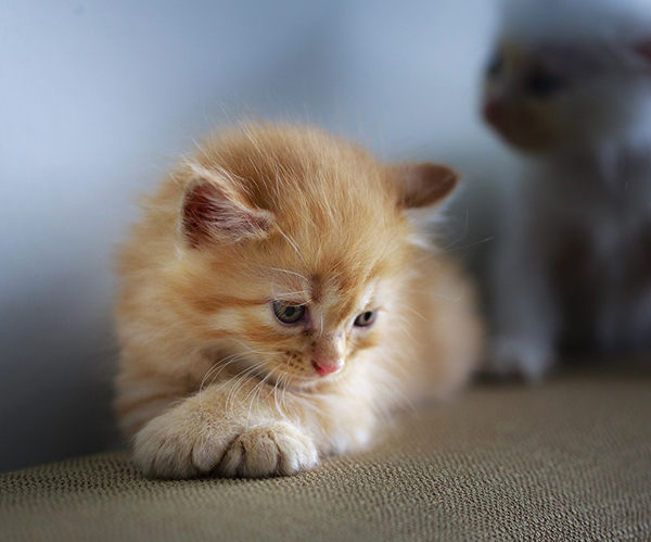 por que gata se come a sus gatitos