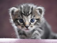 por qué gatas se comen gatitos