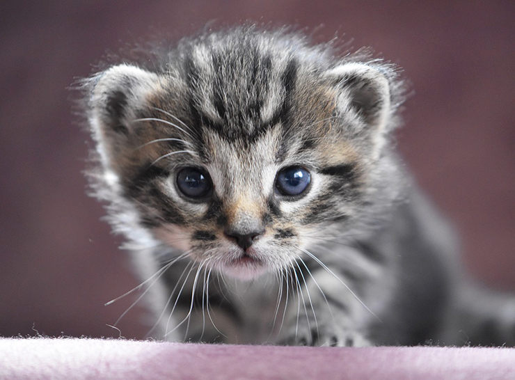 Por qué los GATOS se COMEN a sus crías (6 motivos) Por qué los GATOS se COMEN a sus crías (6 motivos)