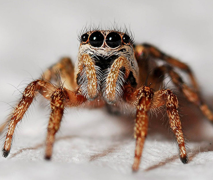 la araña es un insecto