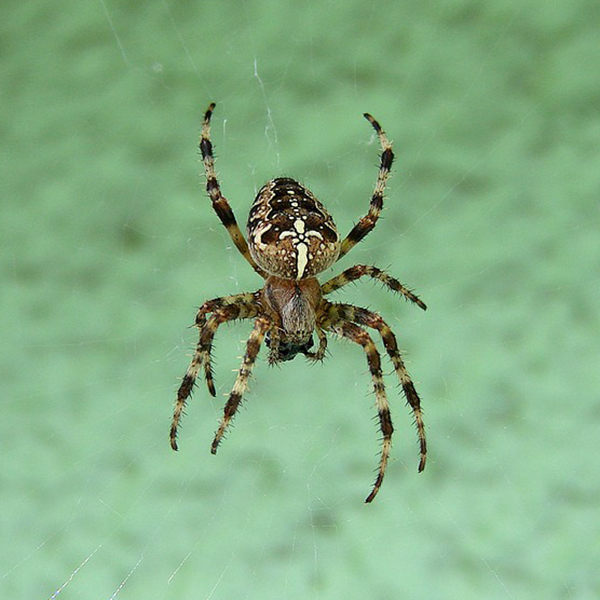 qué es una araña