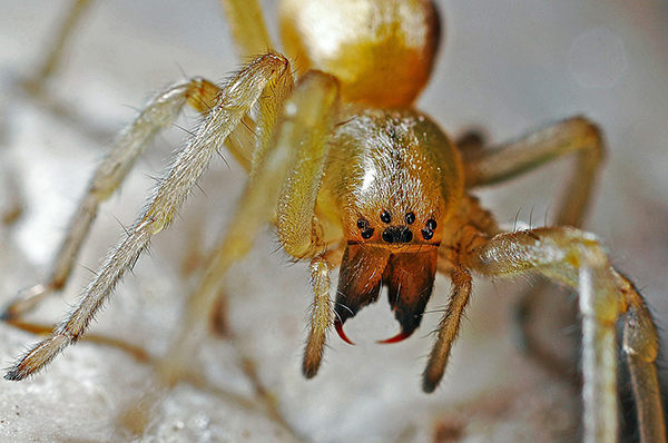 la araña es insecto o aracnido