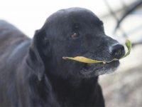 perro compra galletas paga hojas