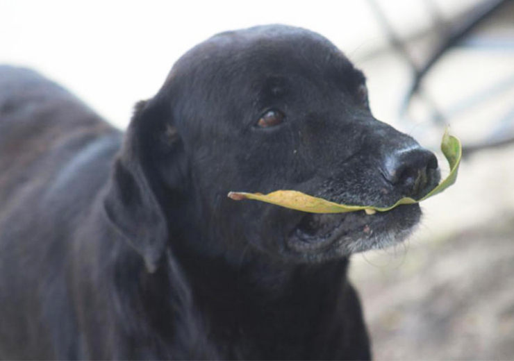 perro compra galletas paga hojas
