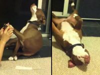 perro se desmaya cuando le cortan las uñas