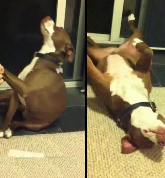perro se desmaya cuando le cortan las uñas