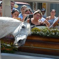 caballo en funeral de su dueño