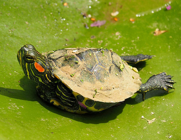 cuanto vive una tortuga de agua