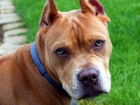 perro salva niños de serpiente