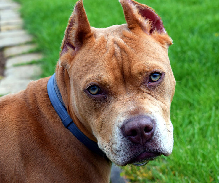 perro salva niños de serpiente