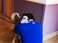 reencuentro perro y dueño años separados
