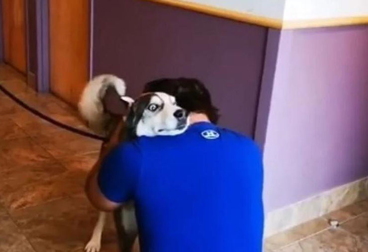 reencuentro perro y dueño años separados