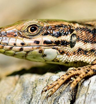 que comen las lagartijas