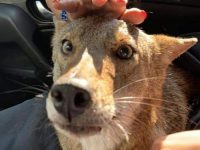 rescata coyote confundido con perro