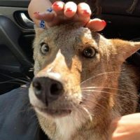 rescata coyote confundido con perro
