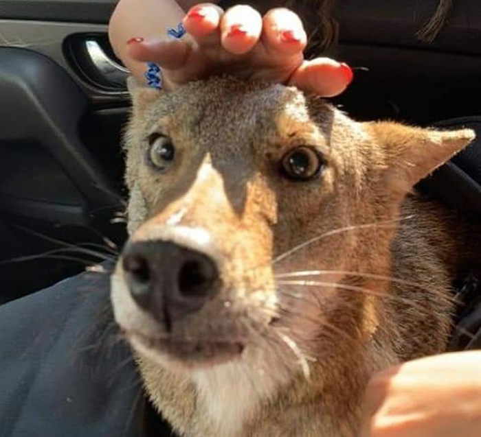 rescata coyote confundido con perro