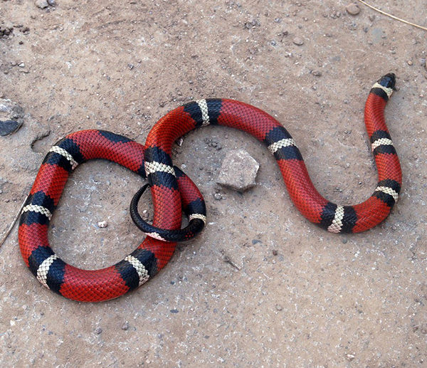serpiente coral falsa