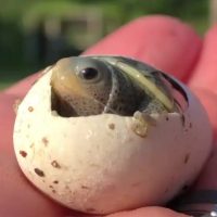 cuantos huevos ponen las tortugas