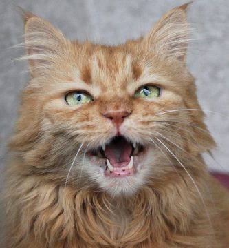 mi gato maulla mucho