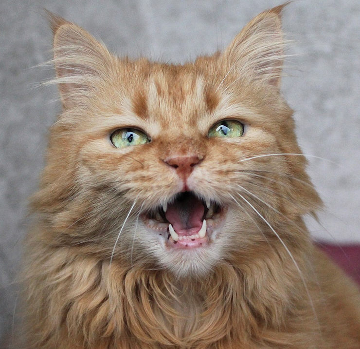 mi gato maulla mucho