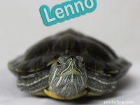 nombres para tortugas