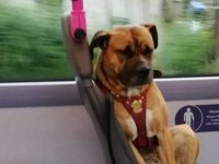perro en autobus