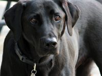 perro conduce un coche